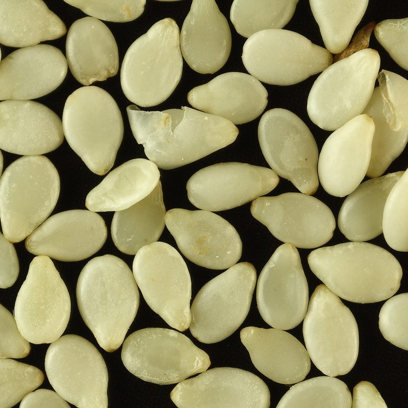Sésamo escoba blanca